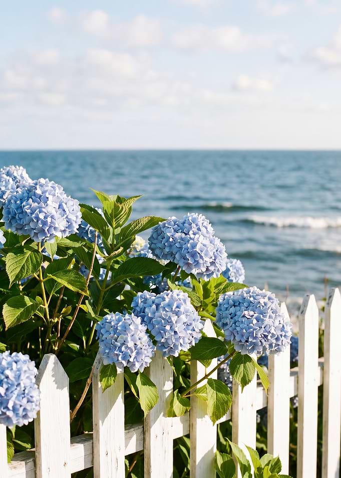 Blue Hydrangeas by the Ocean