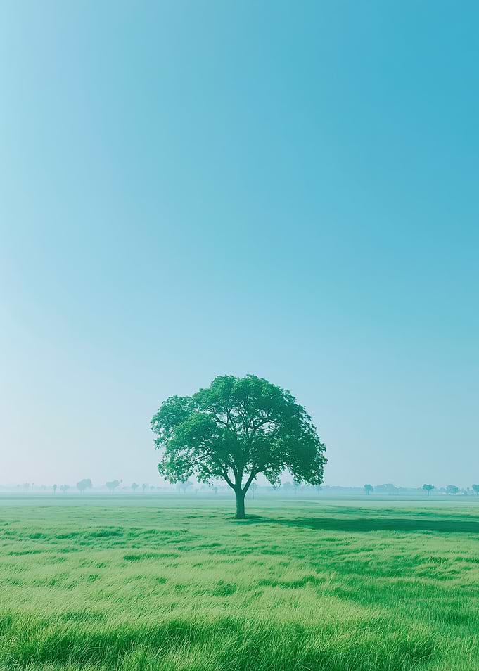 Solitary Tree in a Grassy Field