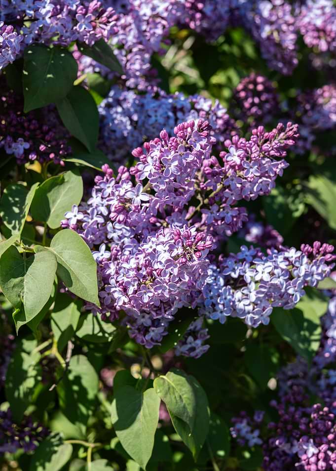 Close-up of blooming lilac flowers