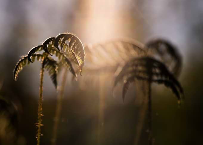 Fern Fronds in Golden Sunlight
