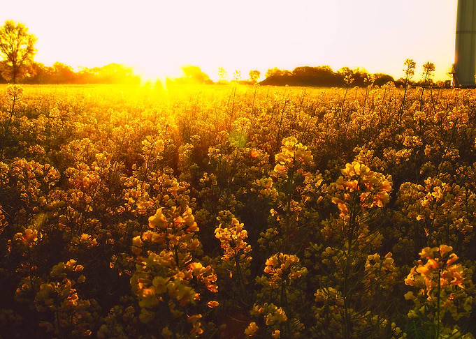Golden Hour Rapeseed Field