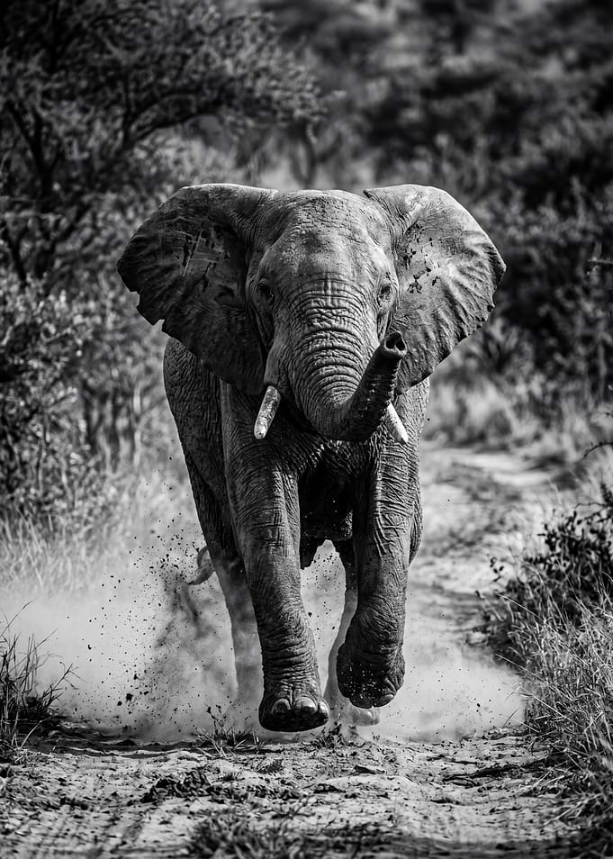 Elephant charging through dust