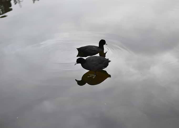 Two Coots Swimming in Water