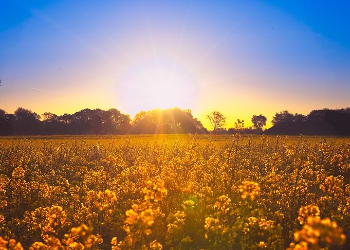 Golden Hour Over a Field of Yellow Rapeseed Flowers