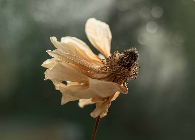 Withered Flower with Soft Bokeh Background