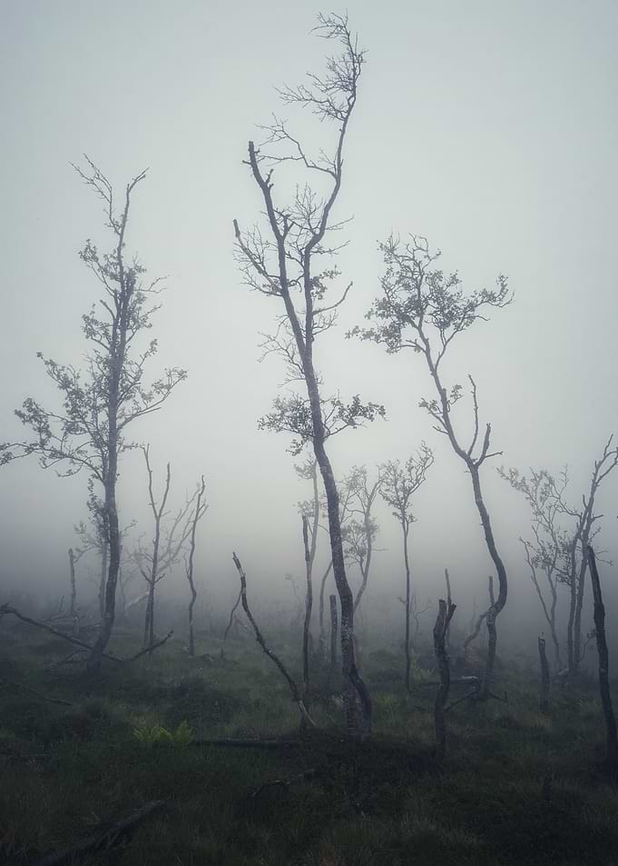 Misty Forest with Bare Trees