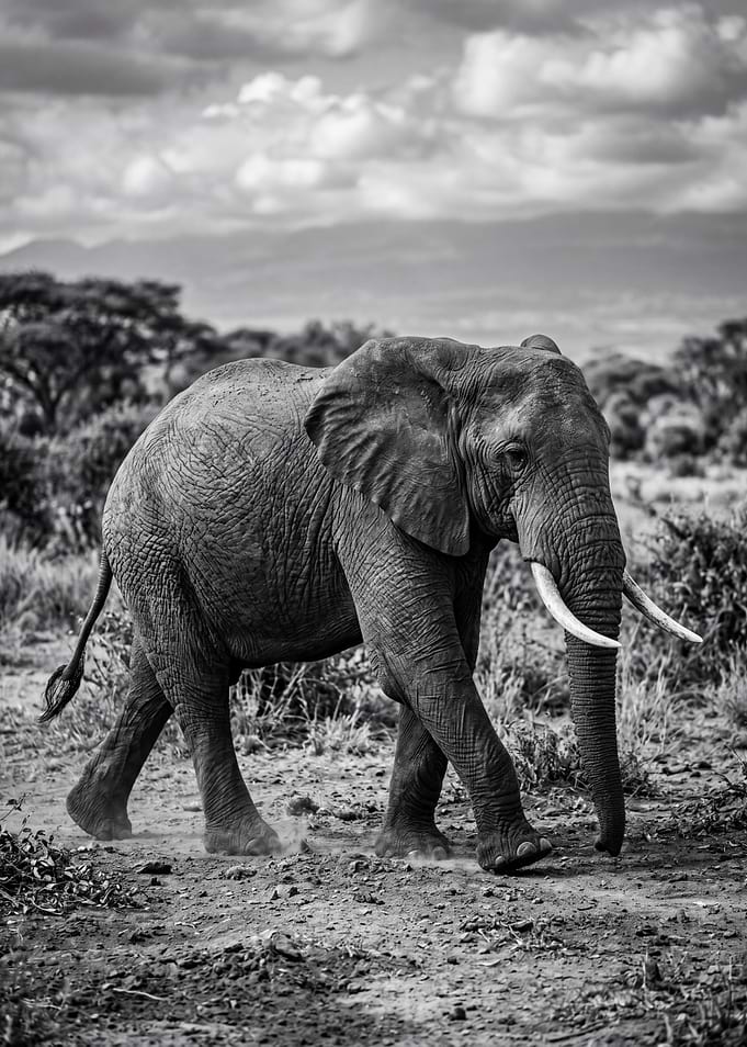 Elephant walking in the savanna