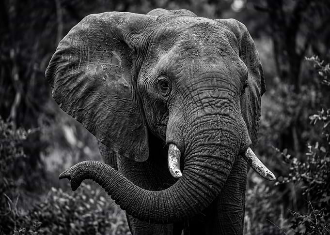 Close-up of an African Elephant's Face