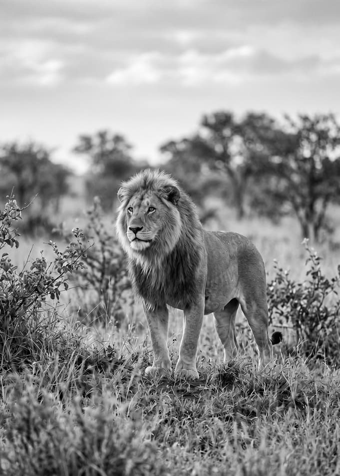 Majestic Lion in African Savannah