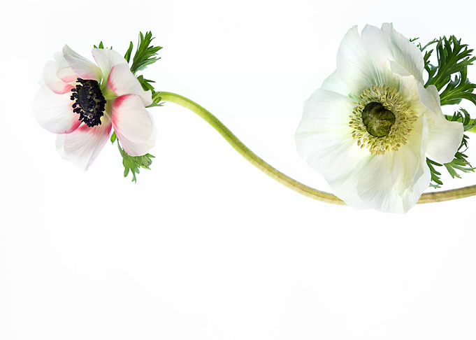 Two Anemone Flowers on a Stem