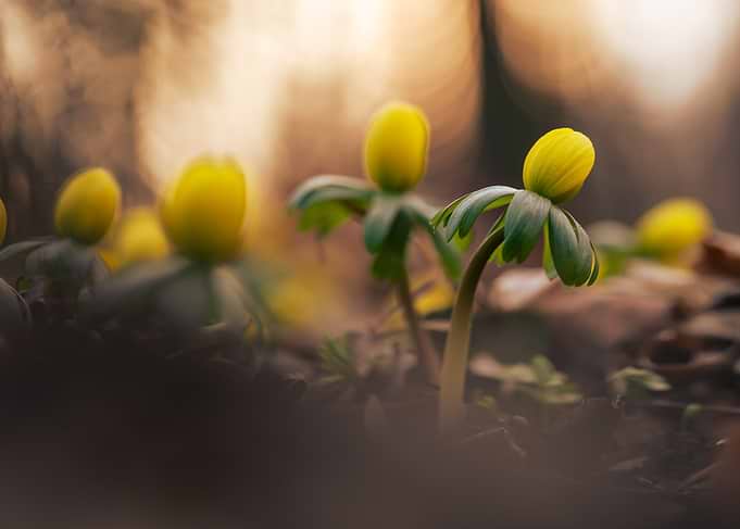 Yellow Winter Aconite Flowers Blooming