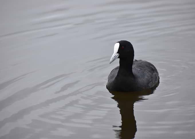 Eurasian Coot on Water