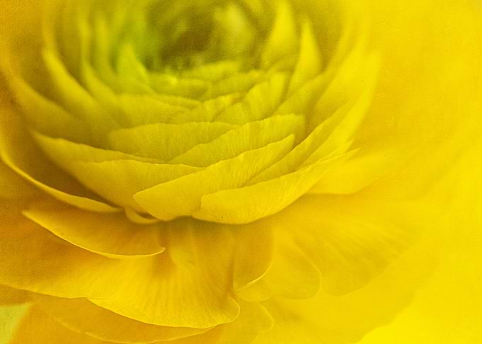 Yellow Flower