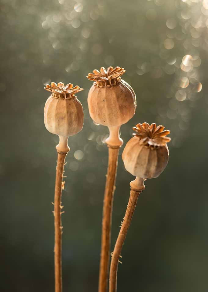 Three Dried Poppy Seed Pods