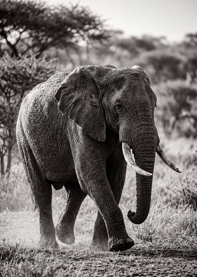 Elephant walking in the savanna
