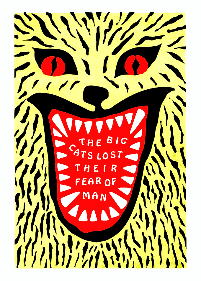 Big Cats Lost Their Fear of Man