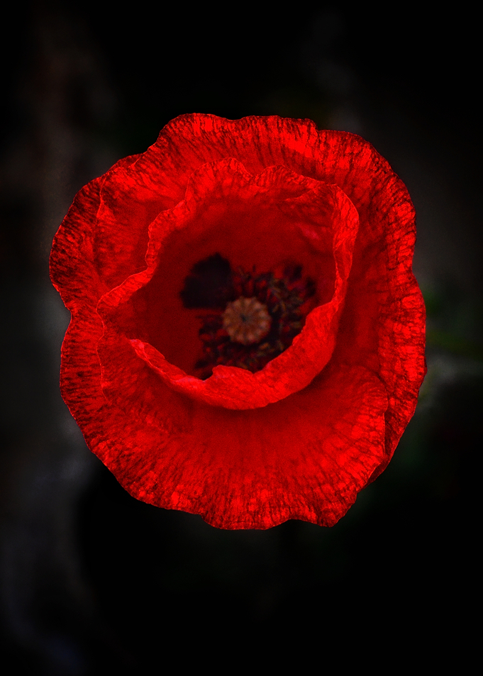 Crimson Poppy — Scarlet Botanical Flame