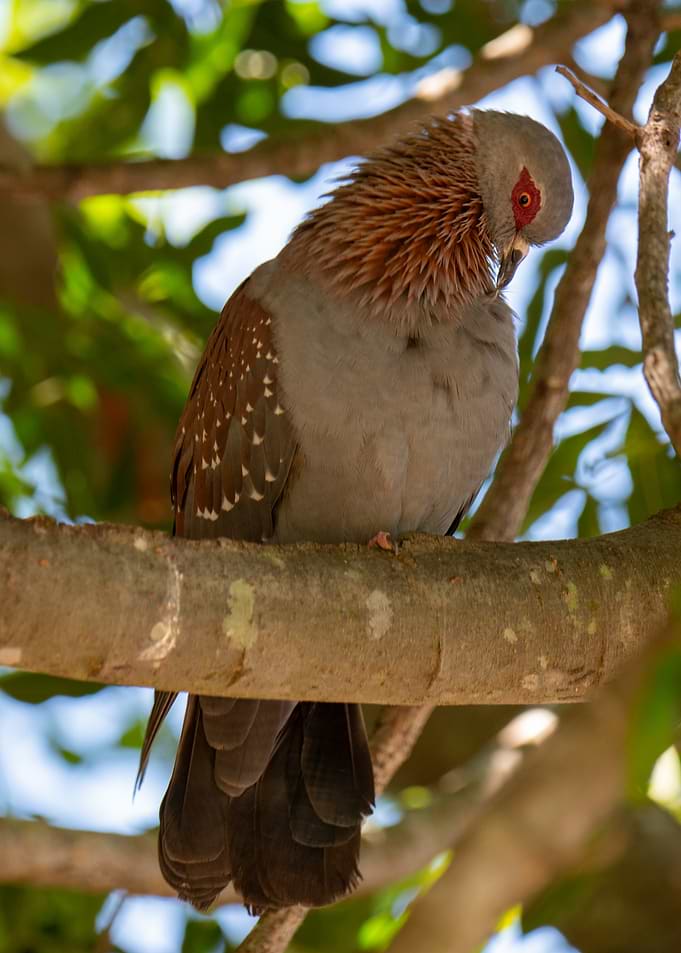 Speckled Pigeon perched on a branch