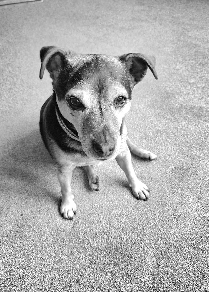 My pet in its favourite home
