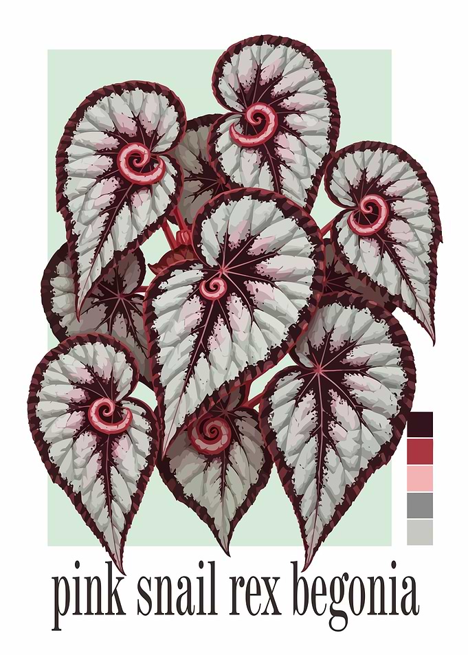 Pink Snail Rex Begonia Plant
