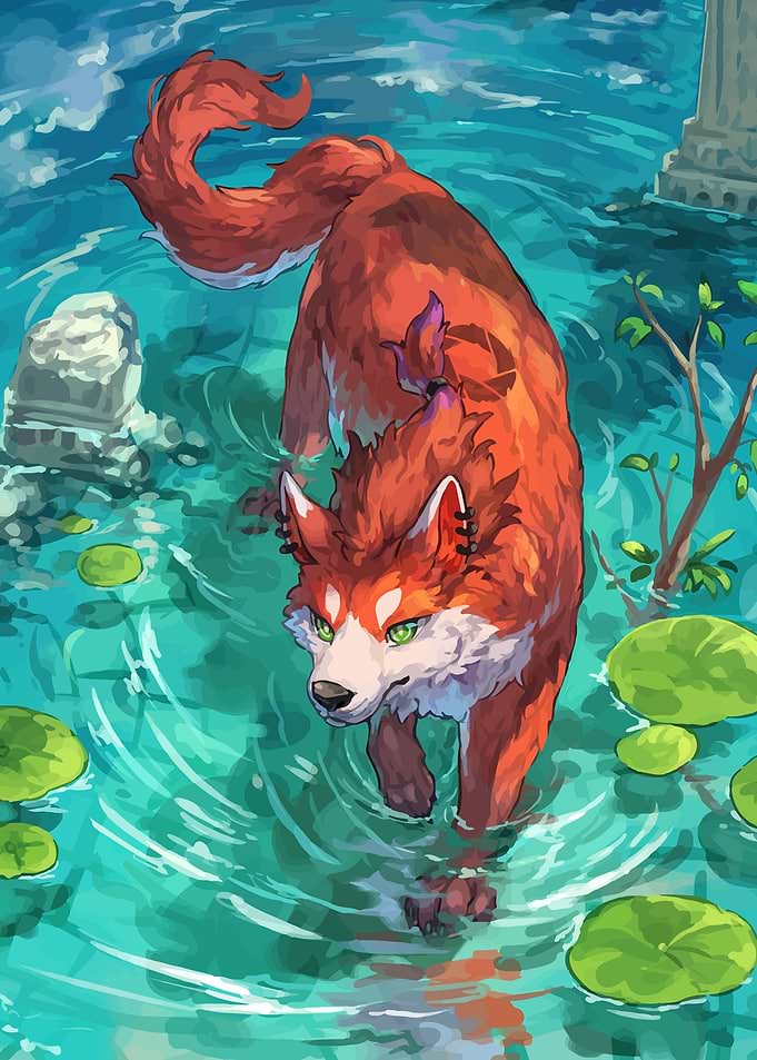 Red Wolf Walking in Water