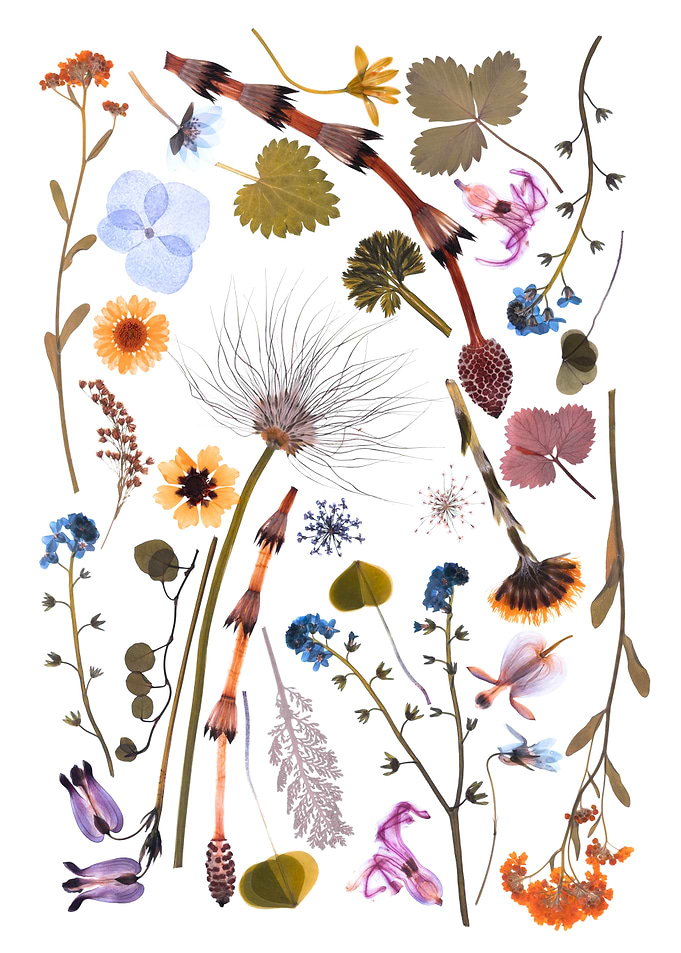 Assortment of Dried Flowers and Plants