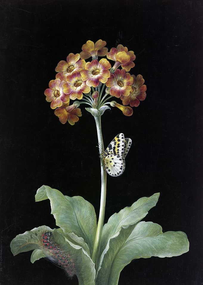 Primrose with Butterfly and Caterpillar