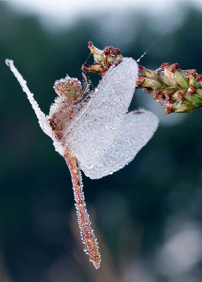 An insect bathed in dew on a pine branch