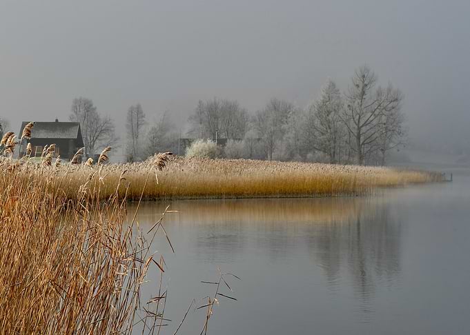 Misty Winter Lake with Reeds and Houses