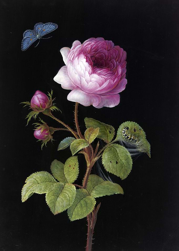 Rosa Rose with a spinning caterpillar and blue butterfly