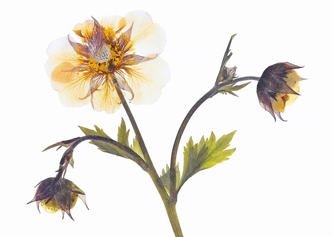 Pressed White and Yellow Flower with Buds
