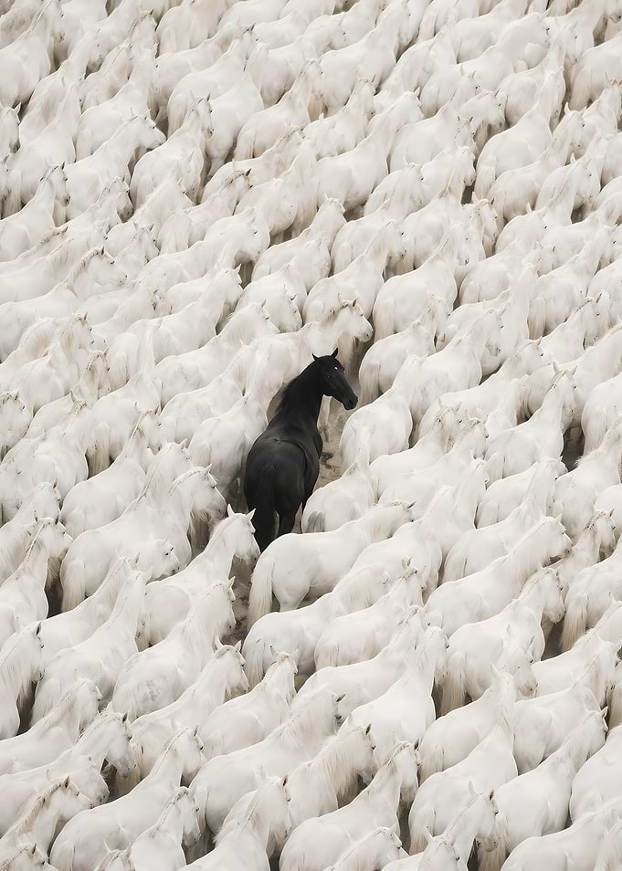 Black horse among white horses