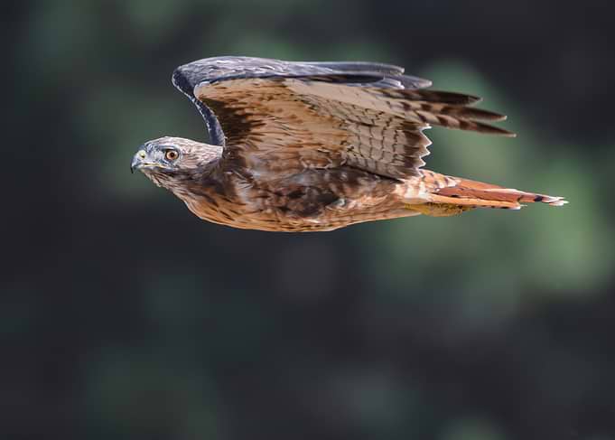 Red-Tailed Hawk Flyby