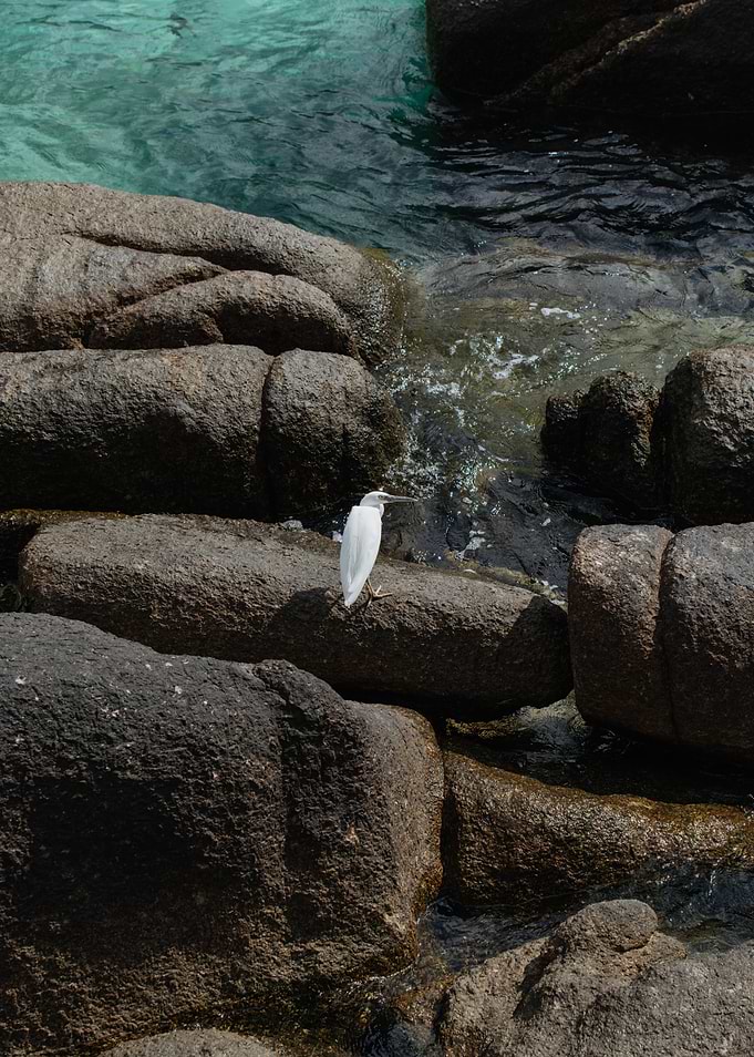 White Egret on Rocky Shoreline