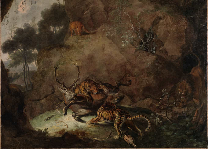 Tigers attacking a deer in a rocky landscape