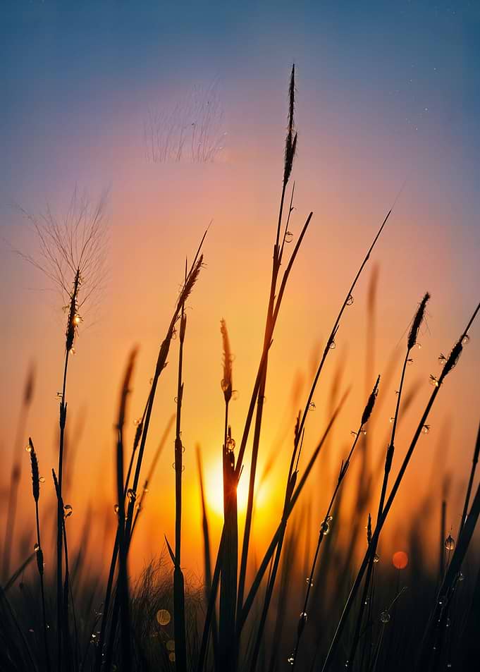Sunrise over tall grass with dew drops