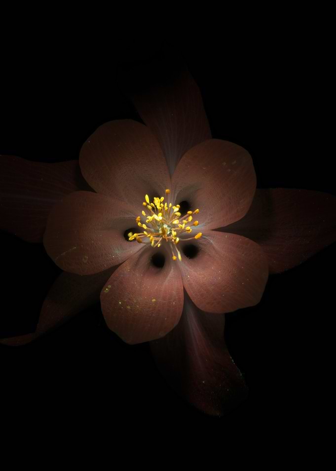 Dark Red Flower