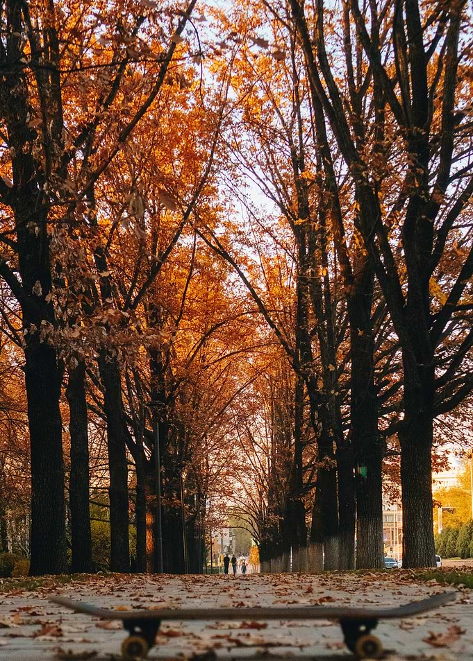 Autumn Skateboard Poster — Fall Street Photography, Orange Leaf Tree Alley Wall Art