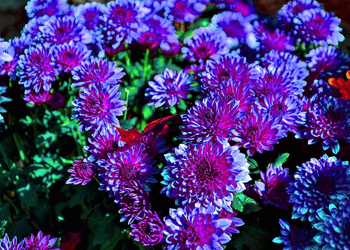 Vibrant Purple Chrysanthemums