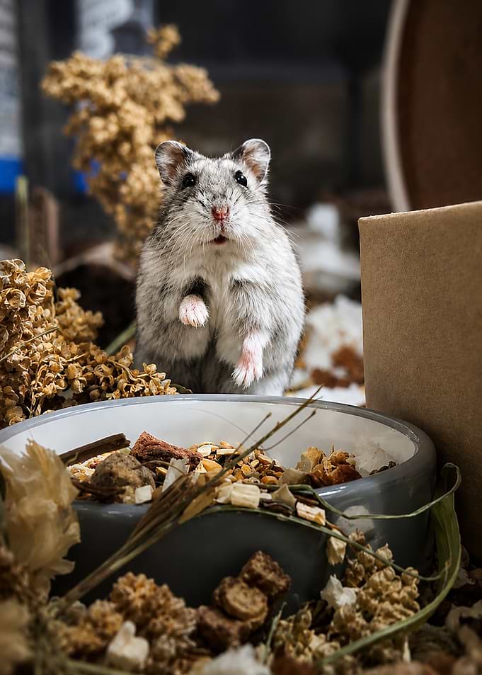 Cute Cookie the hamster by its food bowl