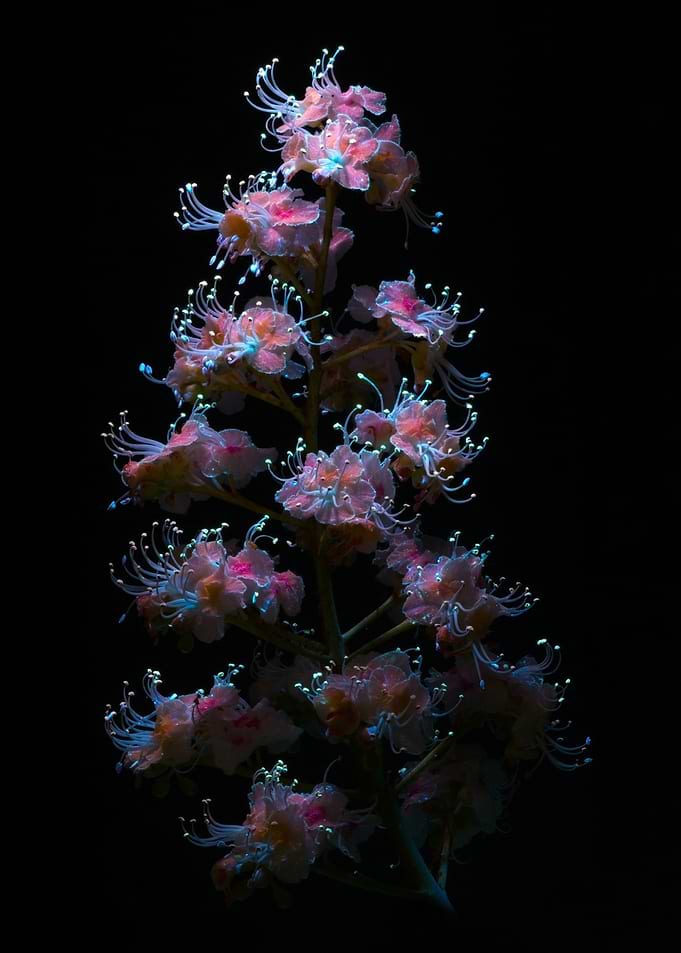 Pinkblue Flower Cluster