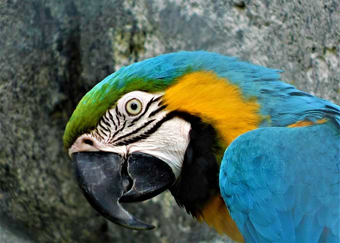 Close-up of a Blue and Gold Macaw