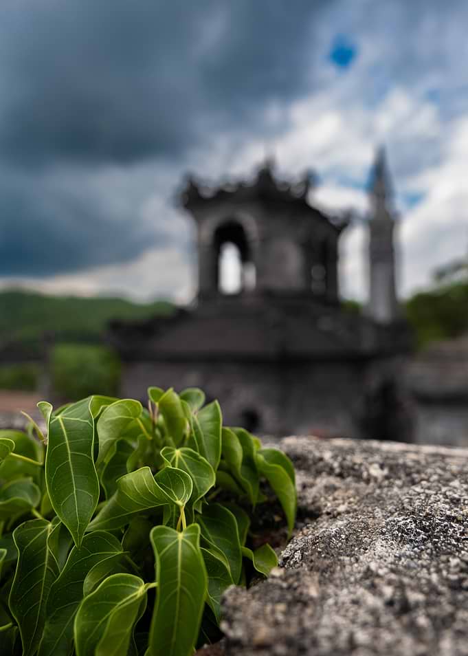 Green Plant on Stone Wall with Castle Background