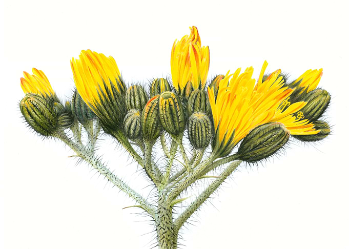 Hawkweed