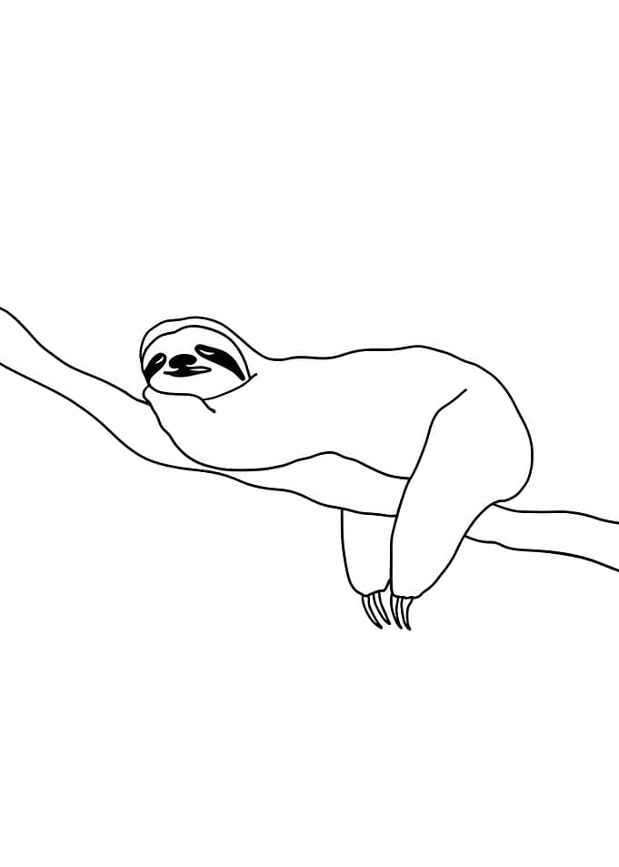 Sloth hanging on a branch