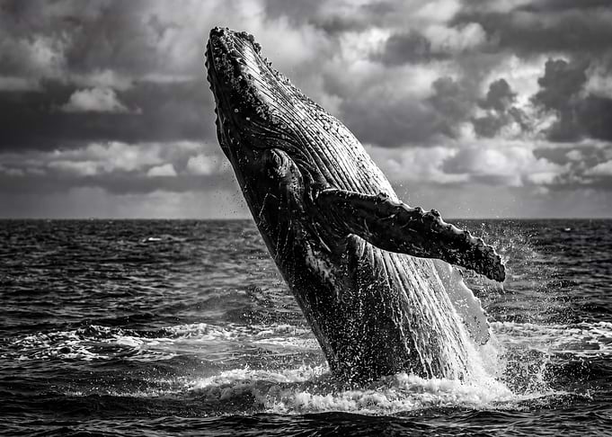 Humpback whale breaching in black and white