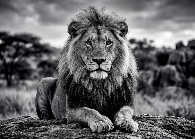 Majestic Lion on Rocky Outcrop