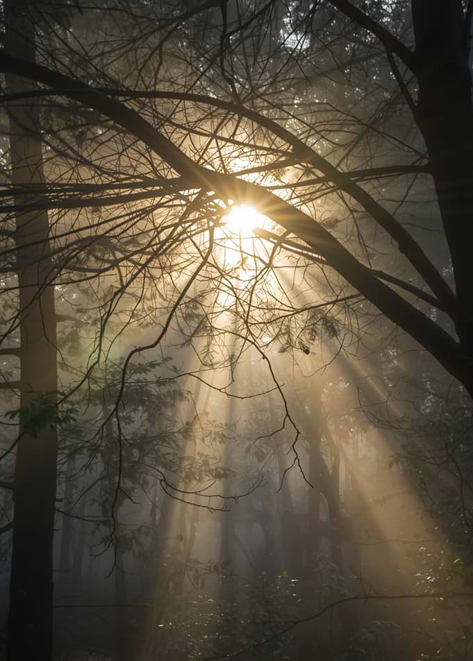 Sunbeams through forest branches