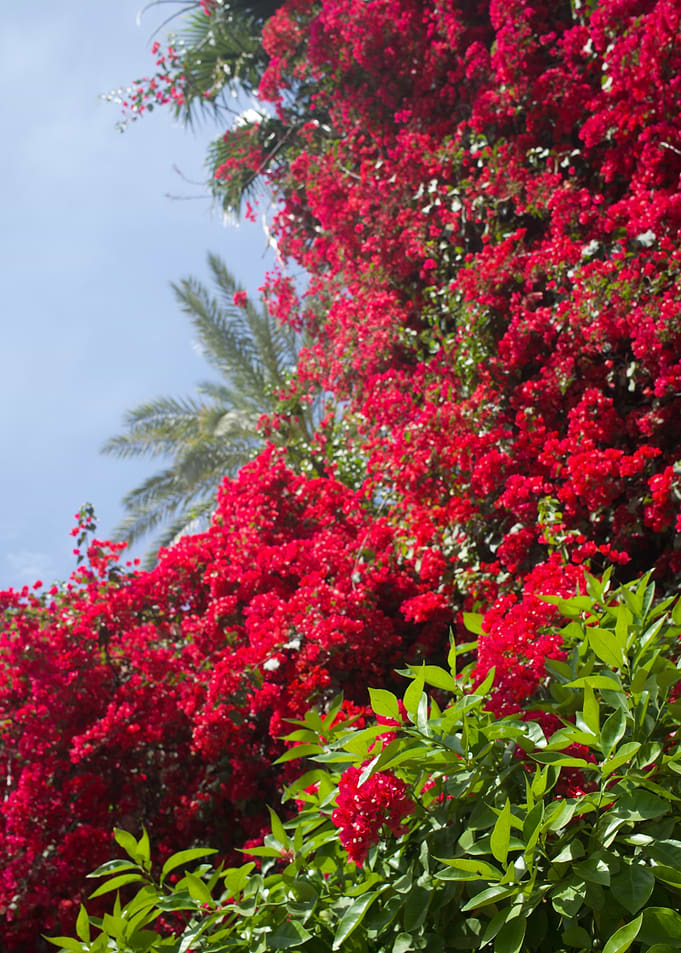 Vibrant Red Bougainvillea and Palm Tree