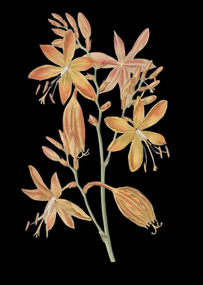 Orange Flowers on Black Background